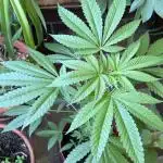 Bay Burger - Balcony Grow