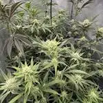 Truffle Cake / In-house Genetics