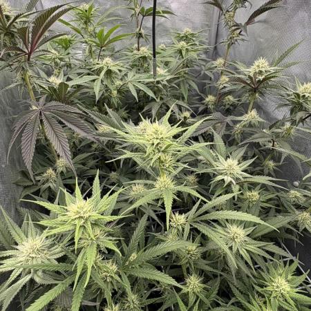 Truffle Cake / In-house Genetics