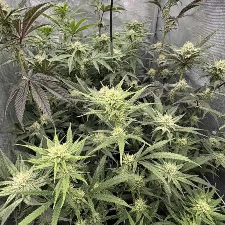 Truffle Cake / In-house Genetics