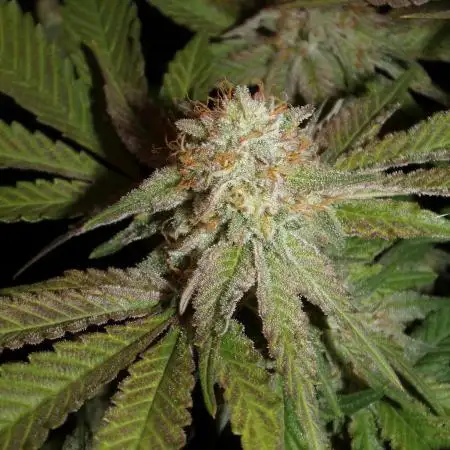 SweetSeeds - Monster Maker