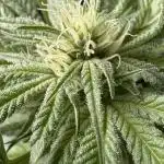 Bay Burger - Balcony Grow