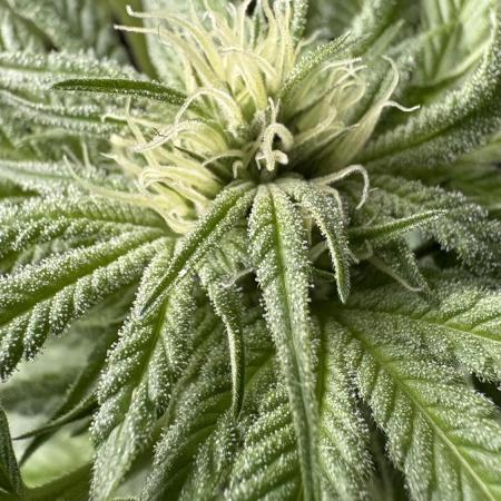 Bay Burger - Balcony Grow