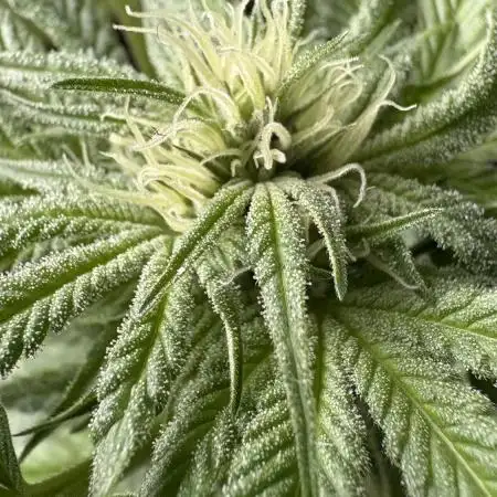 Bay Burger - Balcony Grow