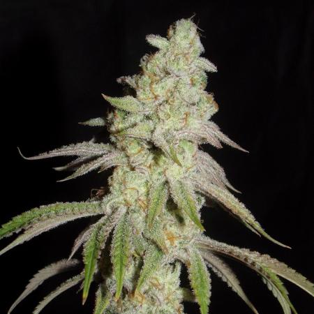 Frenchy's Lass (French Toast x Chimera #2)