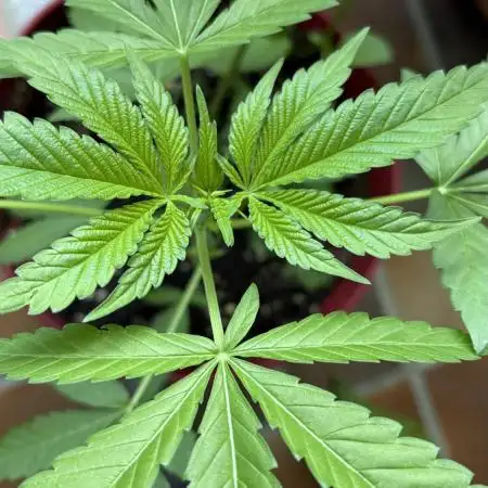 Bay Burger - Balcony Grow
