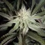 Dante's Inferno #8 Mile High Dave's Cut