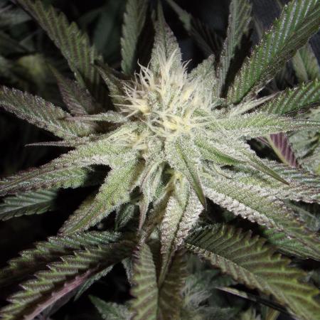 Dante's Inferno #8 Mile High Dave's Cut