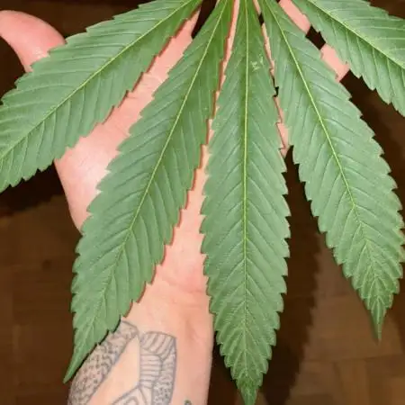 Bay Burger - Balcony Grow