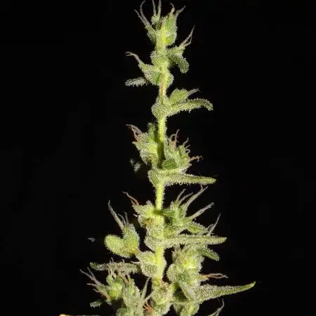 SOLO CUP / FAST BUDS / LIVING SOIL 