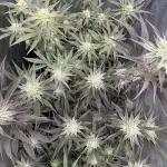 Marshmallow OG - Compound Genetics