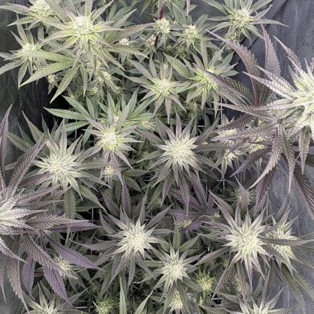 Marshmallow OG - Compound Genetics