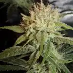 Truffle Cake / In-house Genetics