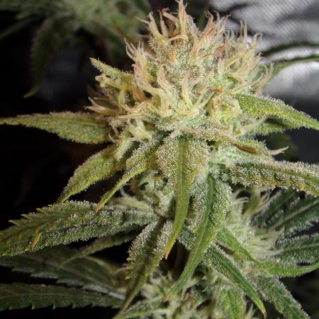 Truffle Cake / In-house Genetics