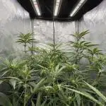 Marshmallow OG - Compound Genetics