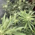 Truffle Cake / In-house Genetics