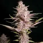 Tropicanna Poison - Sweet Seeds