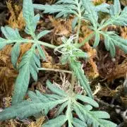 Frosty's Auto Freak