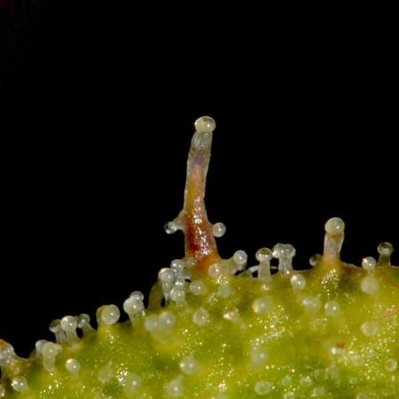 TOB - Banana Chem FreaK - Terpyz Mutant Genetics