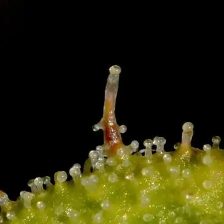 TOB - Banana Chem FreaK - Terpyz Mutant Genetics