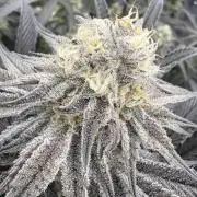 Dante's Inferno #8 Mile High Dave's Cut