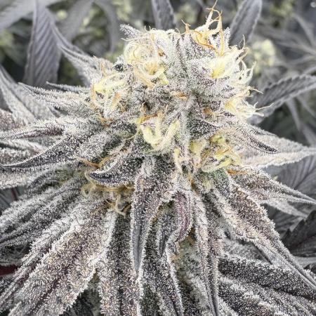 Dante's Inferno #8 Mile High Dave's Cut