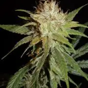 Truffle Cake / In-house Genetics