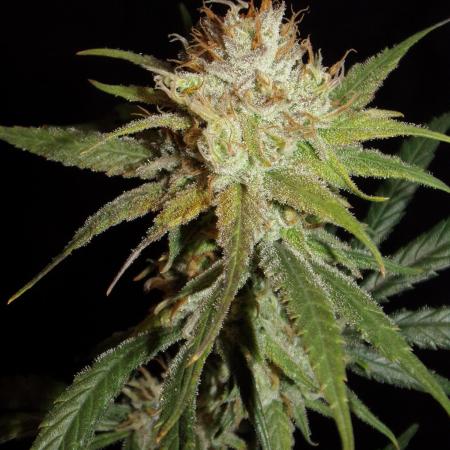 Truffle Cake / In-house Genetics