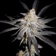 Dante's Inferno #8 Mile High Dave's Cut