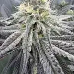 Dante's Inferno #8 Mile High Dave's Cut