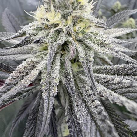 Dante's Inferno #8 Mile High Dave's Cut