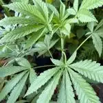 Bay Burger - Balcony Grow