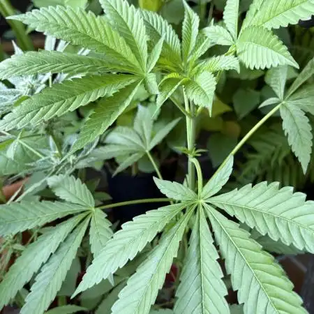 Bay Burger - Balcony Grow