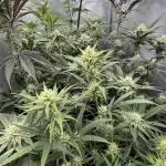 Marshmallow OG - Compound Genetics