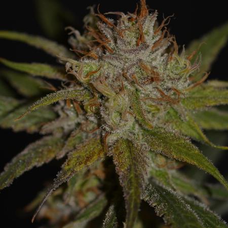 Truffle Cake / In-house Genetics