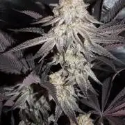 Dante's Inferno #8 Mile High Dave's Cut