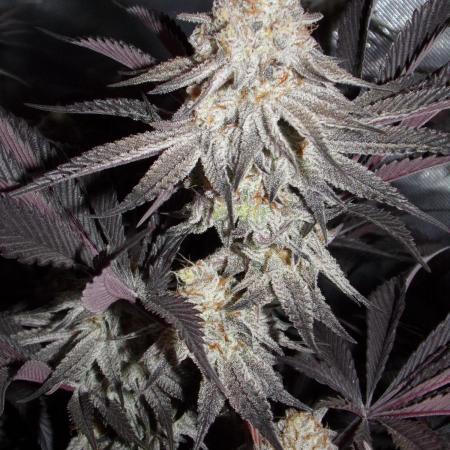 Dante's Inferno #8 Mile High Dave's Cut