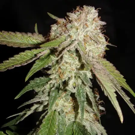 SweetSeeds - Monster Maker