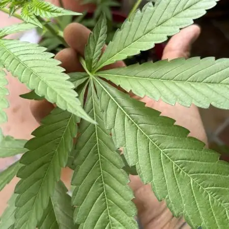 Bay Burger - Balcony Grow