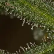 Frosty's Auto Freak