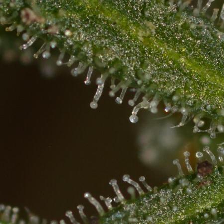 Frosty's Auto Freak