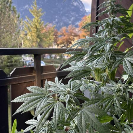 Bay Burger - Balcony Grow