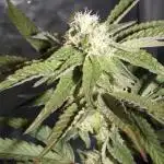 Marshmallow OG - Compound Genetics