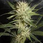 Truffle Cake / In-house Genetics