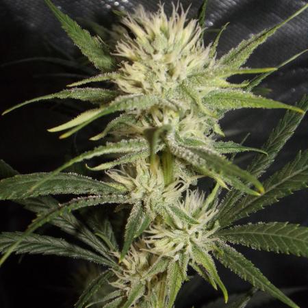 Truffle Cake / In-house Genetics