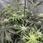 Marshmallow OG - Compound Genetics