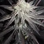 Dante's Inferno #8 Mile High Dave's Cut