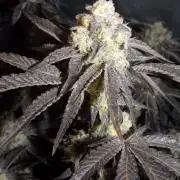 Marshmallow OG - Compound Genetics