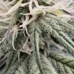 Dante's Inferno #8 Mile High Dave's Cut