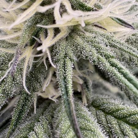 Dante's Inferno #8 Mile High Dave's Cut